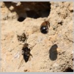 Pelz- und Trauerbiene 04.jpg